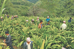 Farmers in Taplejung busy harvesting cardamom